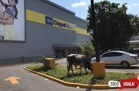 Proyecto Coppel Periférico Poniente
